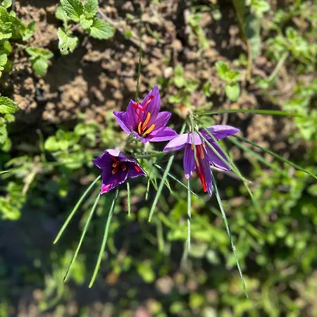 Il Pettirosso Di Landhaus