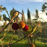 Il Pettirosso Di