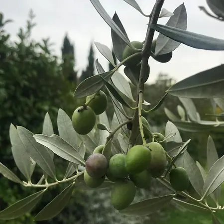 Il Pettirosso Di Літній будинок *