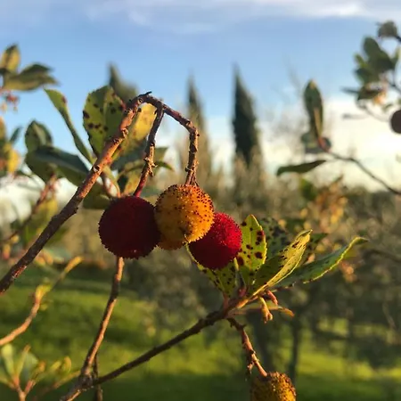 Il Pettirosso Di
