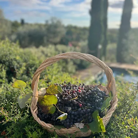 Il Pettirosso Di Siena