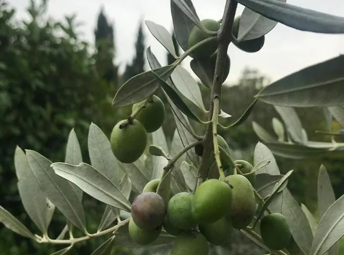 Il Pettirosso Di Hétvégi ház *