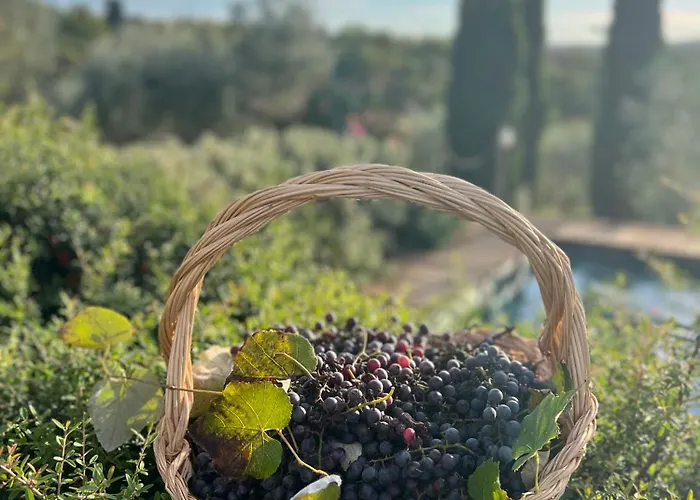 Il Pettirosso Di Siena